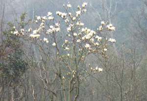 参禅何须山水地